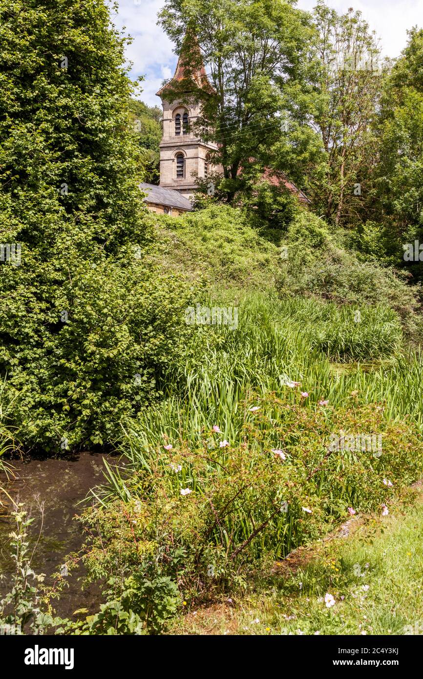 Le rose selvagge che crescono sulle rive del Tamigi e del canale Severn disutilizzati sotto la chiesa di Cristo a Chalford, Gloucestershire UK Foto Stock