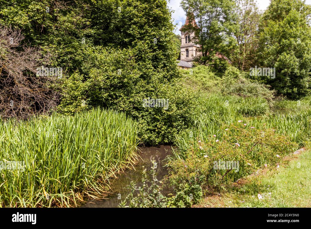 Le rose selvagge che crescono sulle rive del Tamigi e del canale Severn disutilizzati sotto la chiesa di Cristo a Chalford, Gloucestershire UK Foto Stock