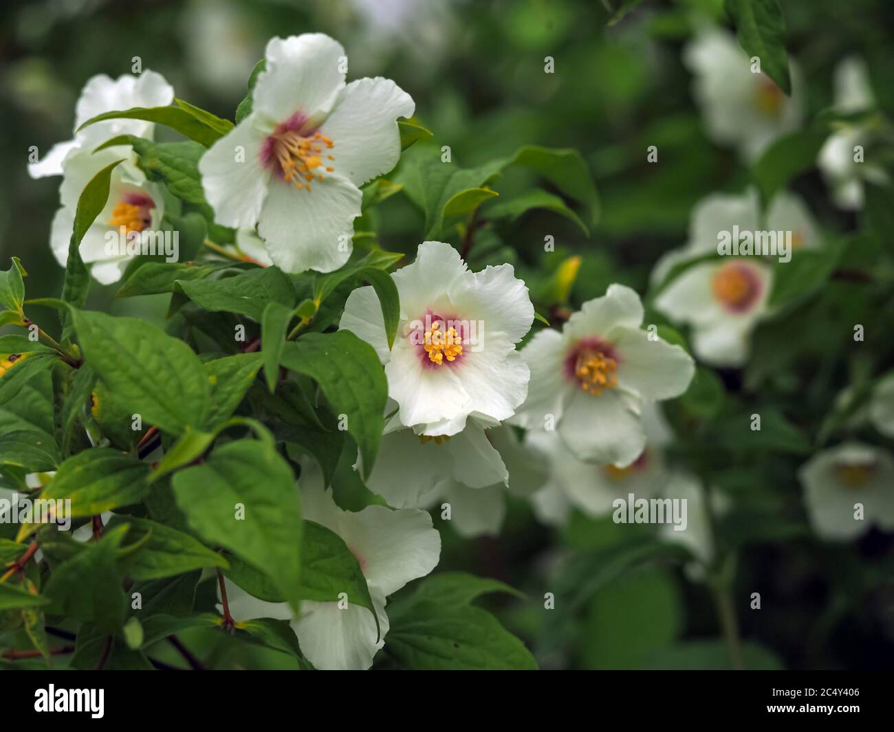 Fiori bianchi su un arbusto di arancio mock, Filadelphus Belle Etoile Foto Stock