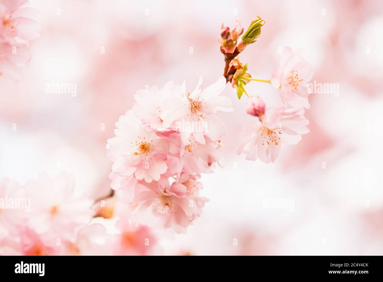 Ramo di rosa fiorito sakura. Ramo in fiore di ciliegio. Sfondo della molla. Spazio di copia per il testo Foto Stock