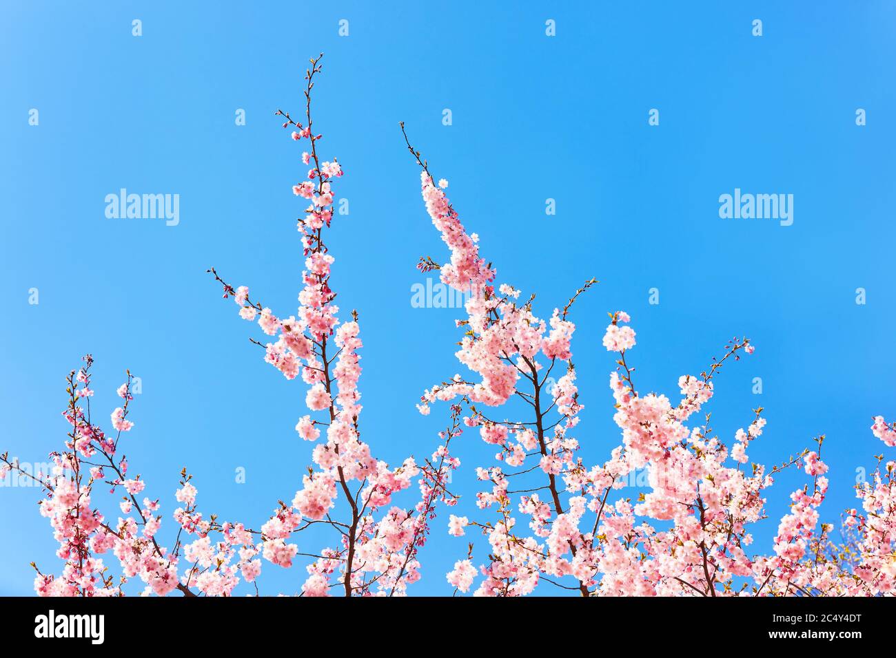 Rosa Cherry fiore ramo in fiore contro cielo blu. sakura rosa in fiore. Concetto di primavera. Spazio di copia, fuoco selettivo. Foto Stock