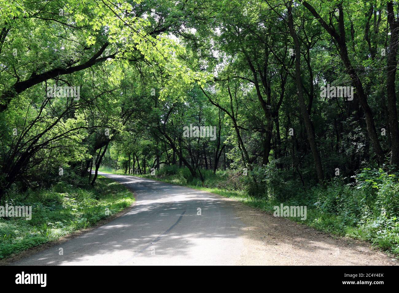 una vecchia strada lastricata che attraversa un bosco luminoso e bello Foto Stock