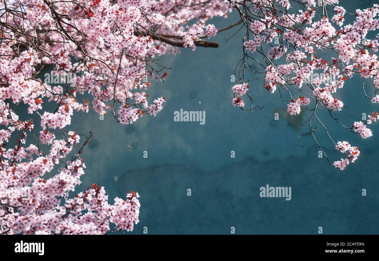 Sfondo fioritura ciliegio giapponese Foto Stock