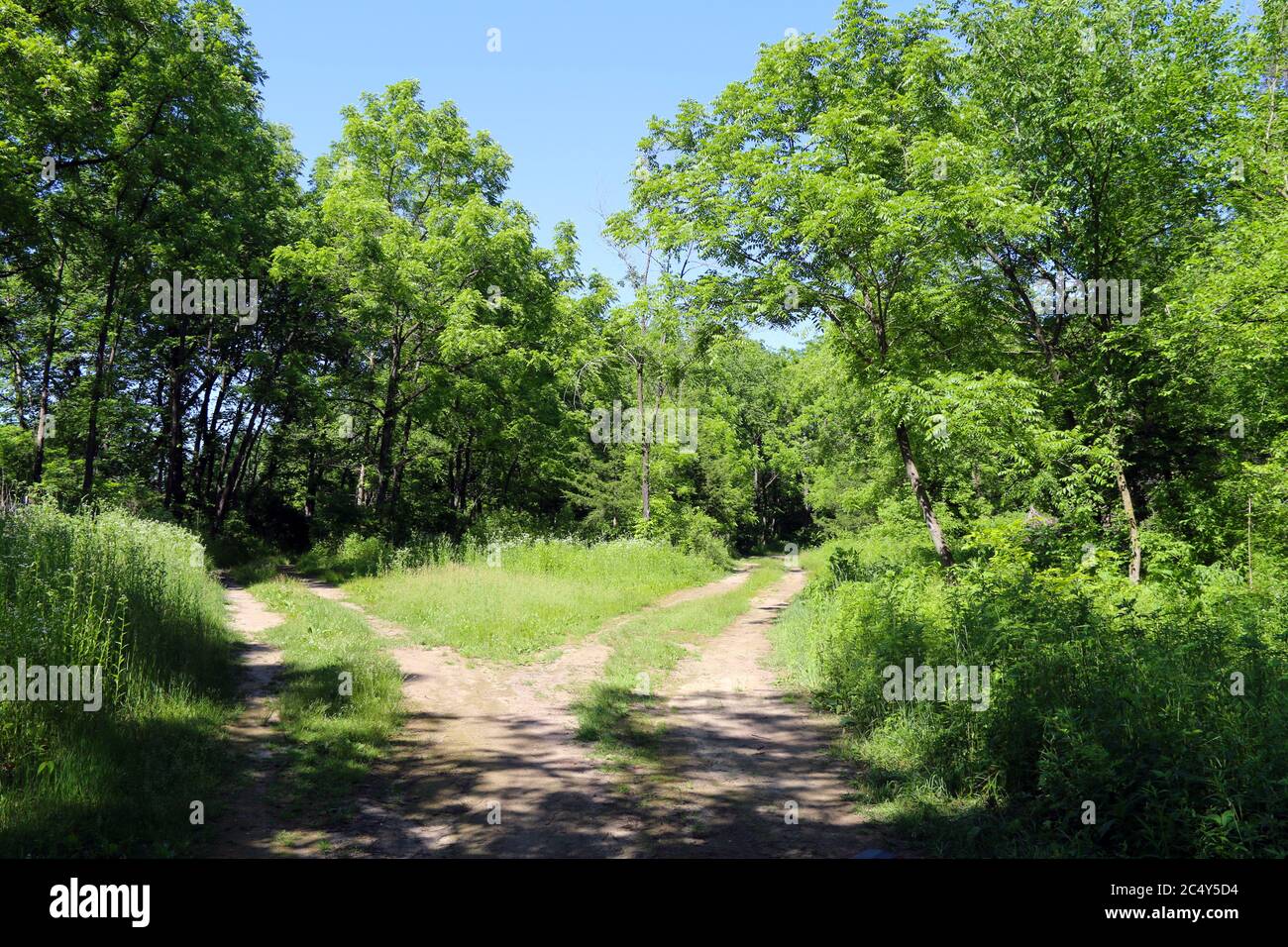 due sentieri sterrati che si dirigono in una bella radura forestale in una giornata di sole Foto Stock