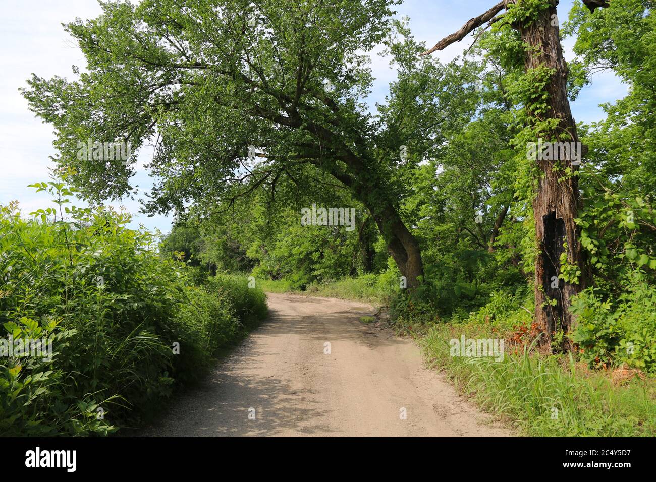una bella strada sterrata alberata con alberi a strapiombo in una giornata di sole Foto Stock