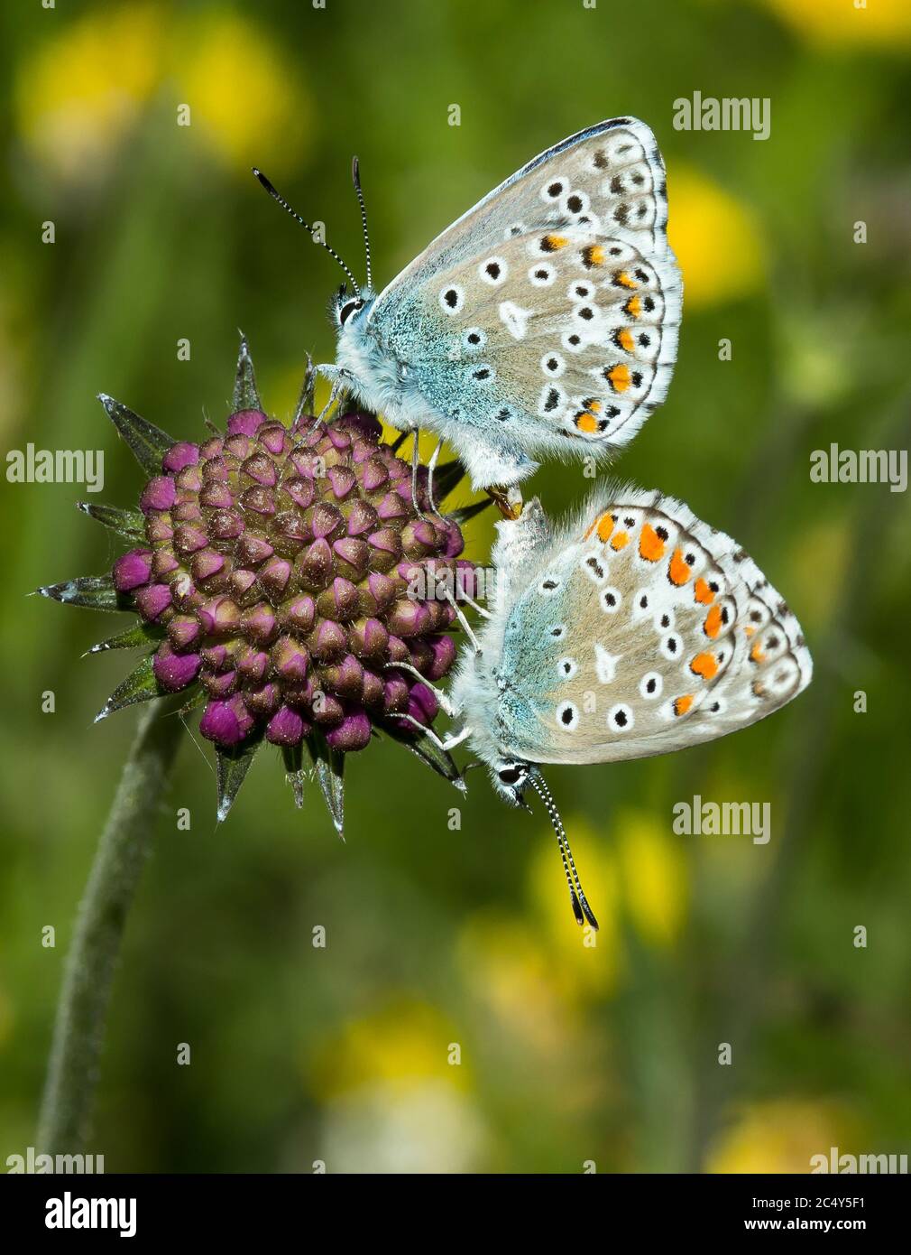 primo piano di farfalle blu comuni che si accoppiano su una bocciata di fiori scabiosa in estate su un prato di montagna; concetto di tutela ambientale della biodiversità Foto Stock