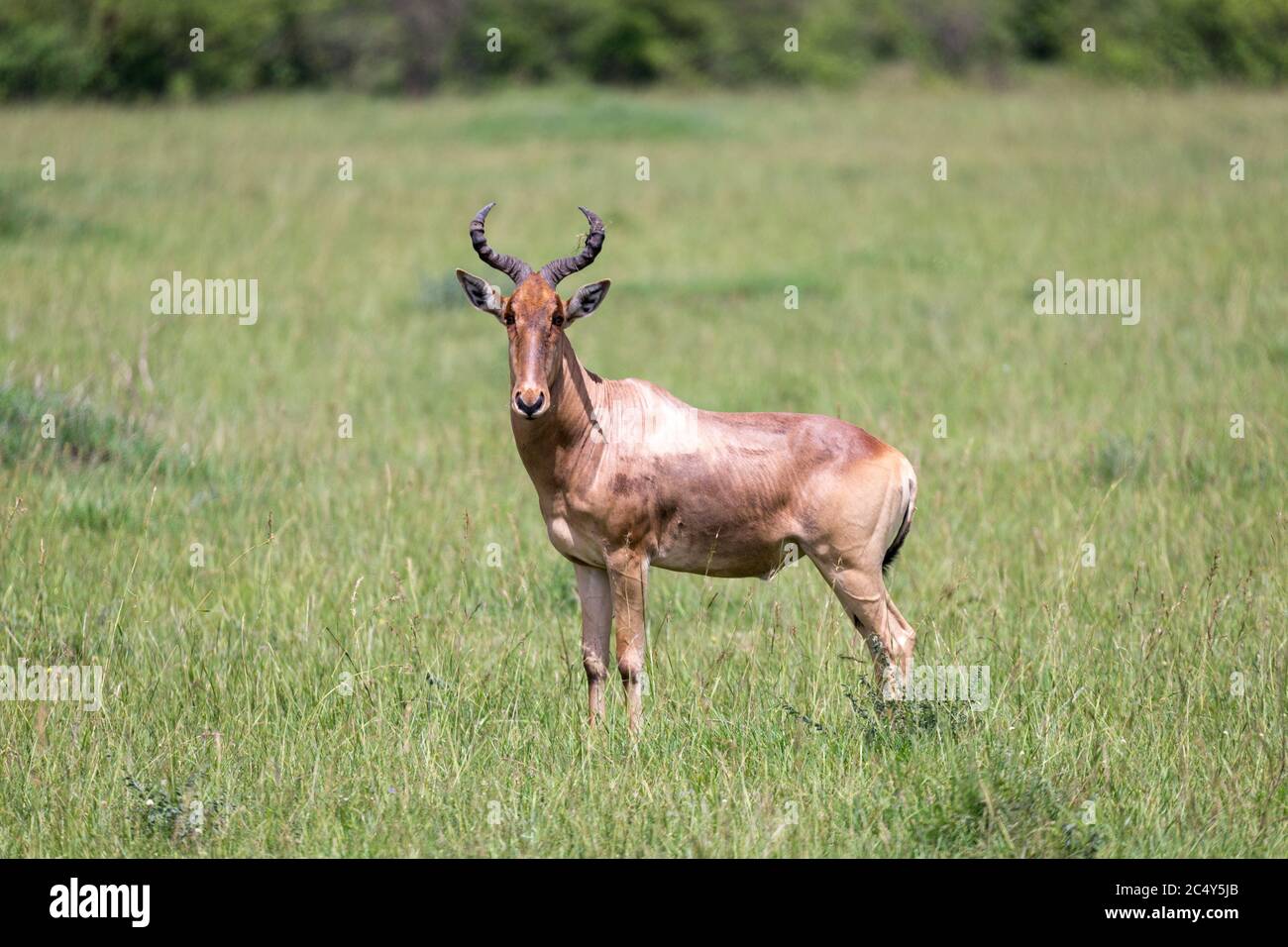 La più aspra della savana del Kenya Foto Stock