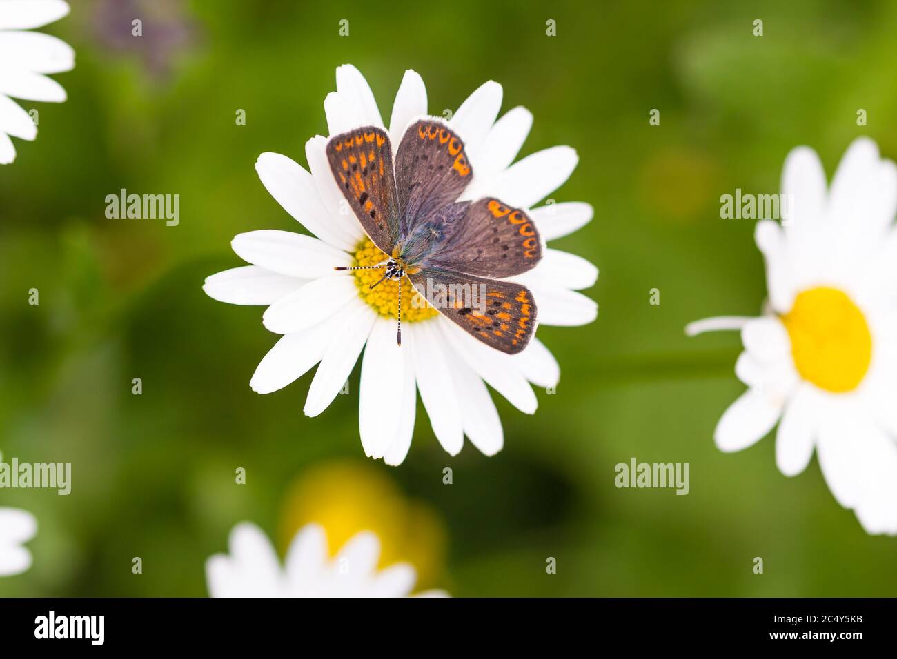 Macro di una farfalla di rame di soia femminile (lycaena tityrus) su un fiore daisy (leucanthemum) con sfondo bokeh sfocato; ambiente privo di pesticidi Foto Stock