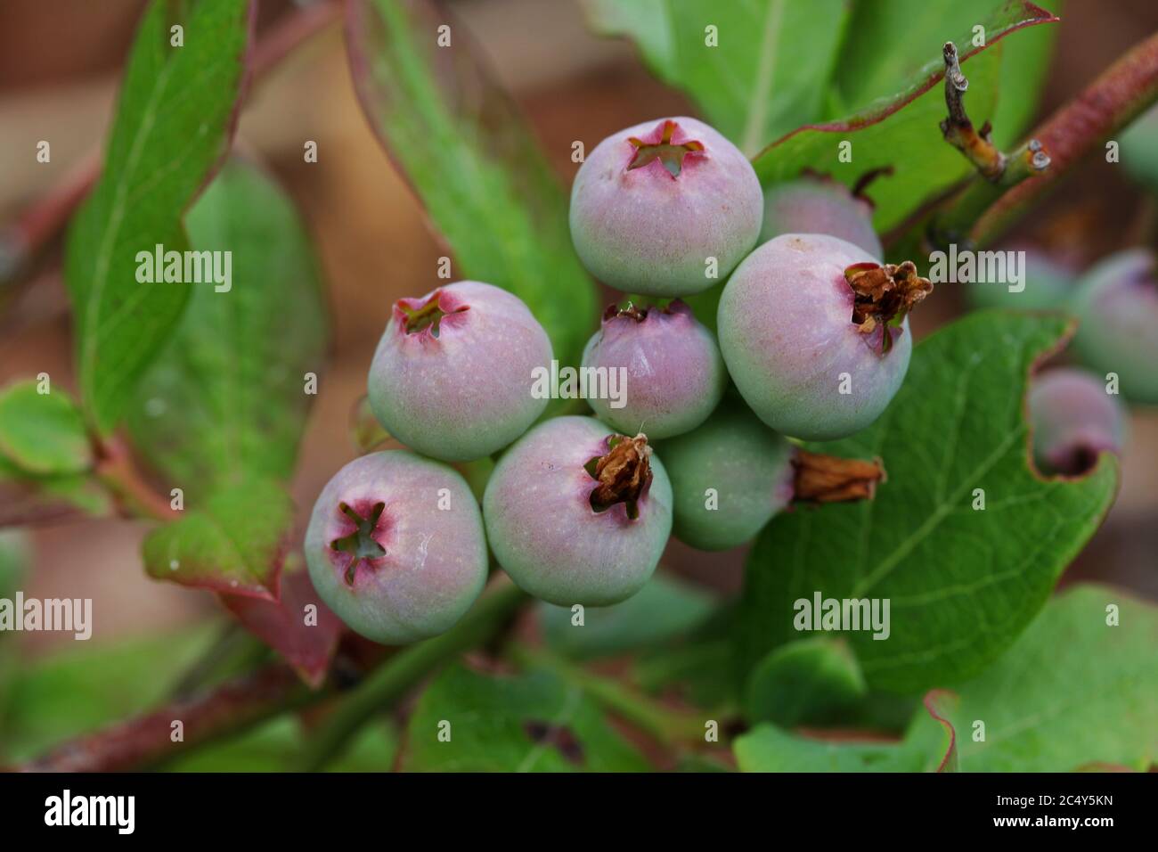 Mirtilli sani, organici, quasi maturi che crescono su un ramo con foglie Foto Stock