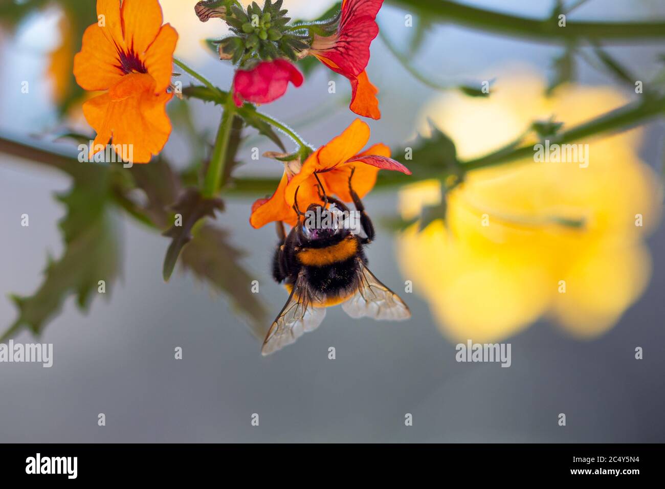 primo piano di un'ape bumble sulla fioritura arancione nemesia sunsatia con uno sfondo bokeh offuscato; salvare il concetto di biodiversità senza pesticidi delle api Foto Stock