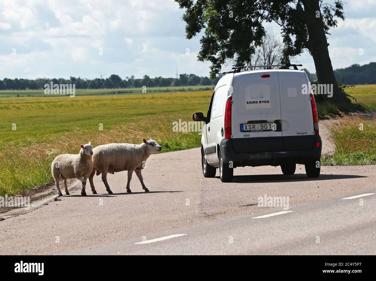 Vadstena, Svezia 20200629 un gregge di pecore che, in estate-Svezia, è scappato lunedì mattina a nord di Vadstena. Foto Gippe Gustafsson Foto Stock
