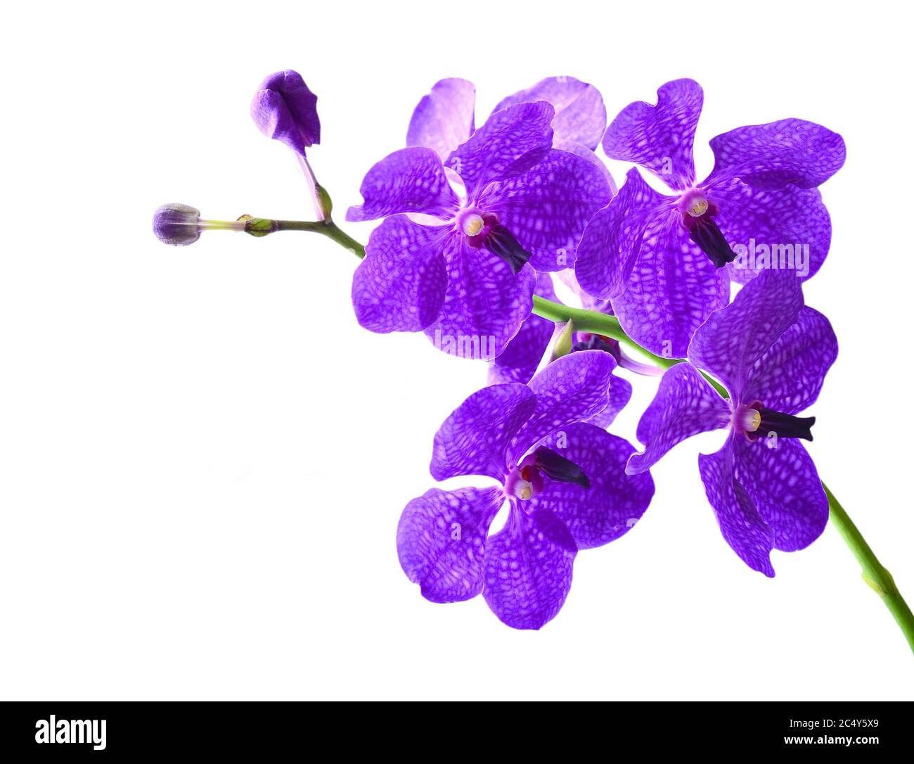 Orchidea di Vanda. Isolato con sfondo bianco Foto Stock