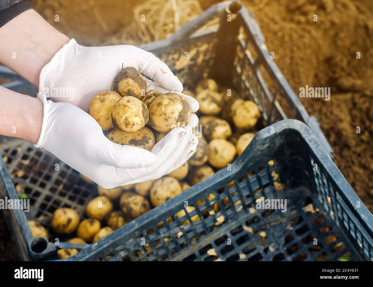 Raccolto di patate immagini e fotografie stock ad alta risoluzione - Alamy