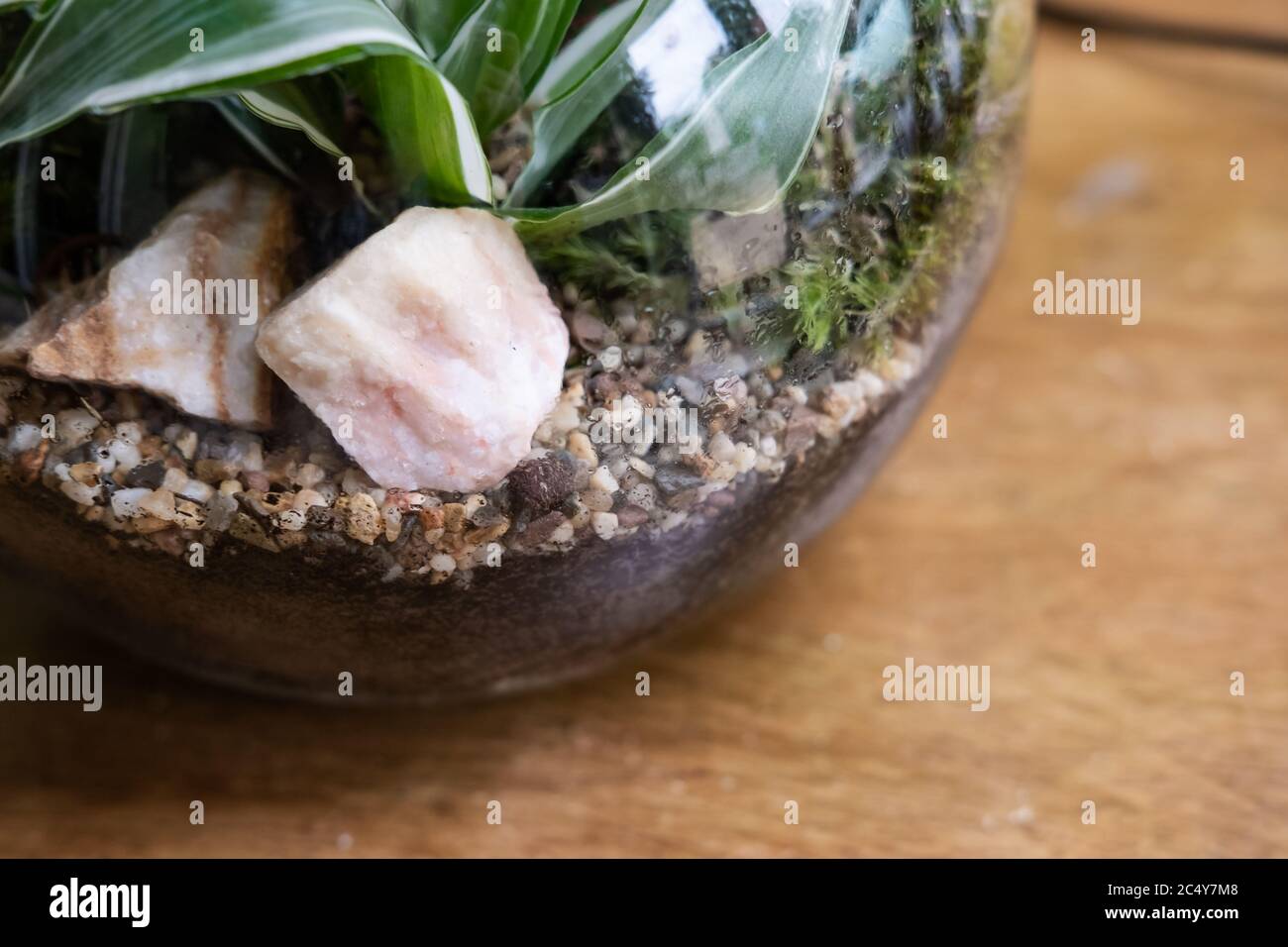 Fuoco superficiale di piante di terrario fresco visto attraverso il vetro, anche con qualche quarzo rosa. Situato su un tavolo di legno conservatorio dopo la piantagione. Foto Stock