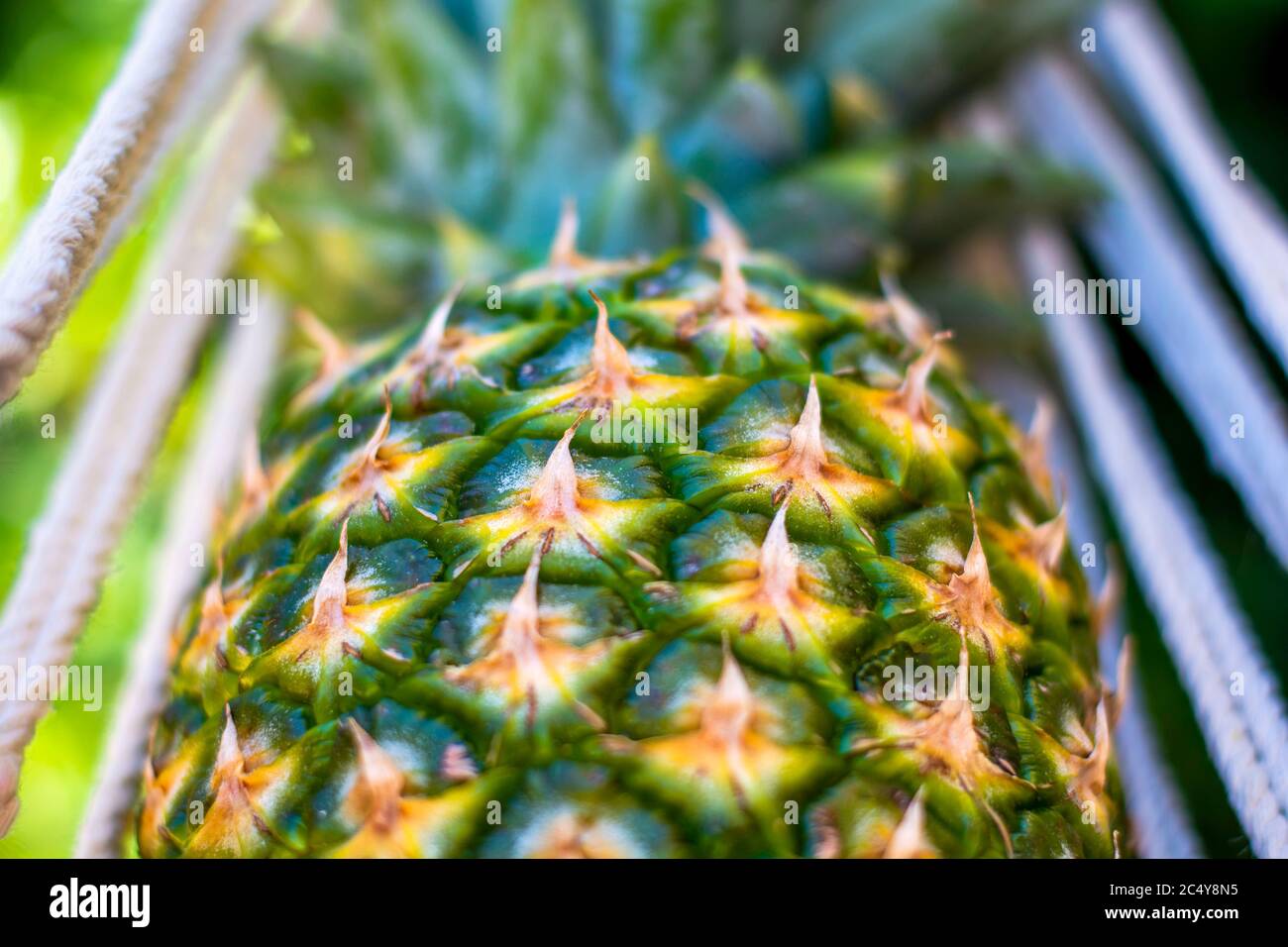 Ananas closeup in amaca. Concetto di svago, di vibes estivi e di vacanza Foto Stock