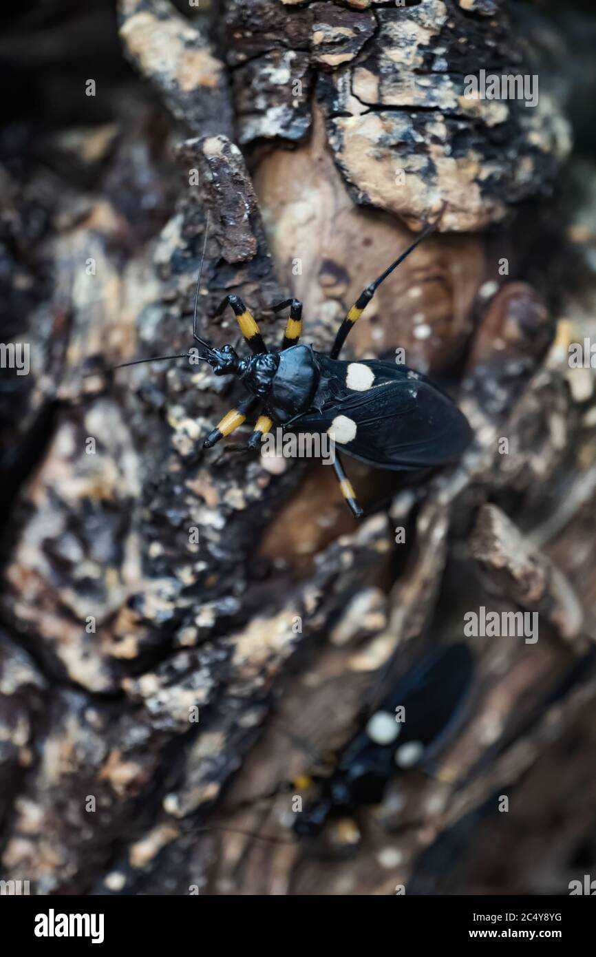 Platymeris biguttatus o bimilletto assassin, famiglia: Riduviidae, vendomous predatory bug, regione: Africa Foto Stock