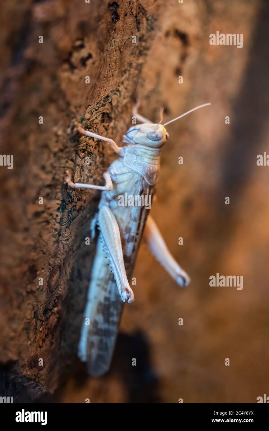 La locusta desertica (Schistocerca gregaria), famiglia: Ascidae, periodicamente sciabe bruno-cornuto insetto cavalletta Foto Stock