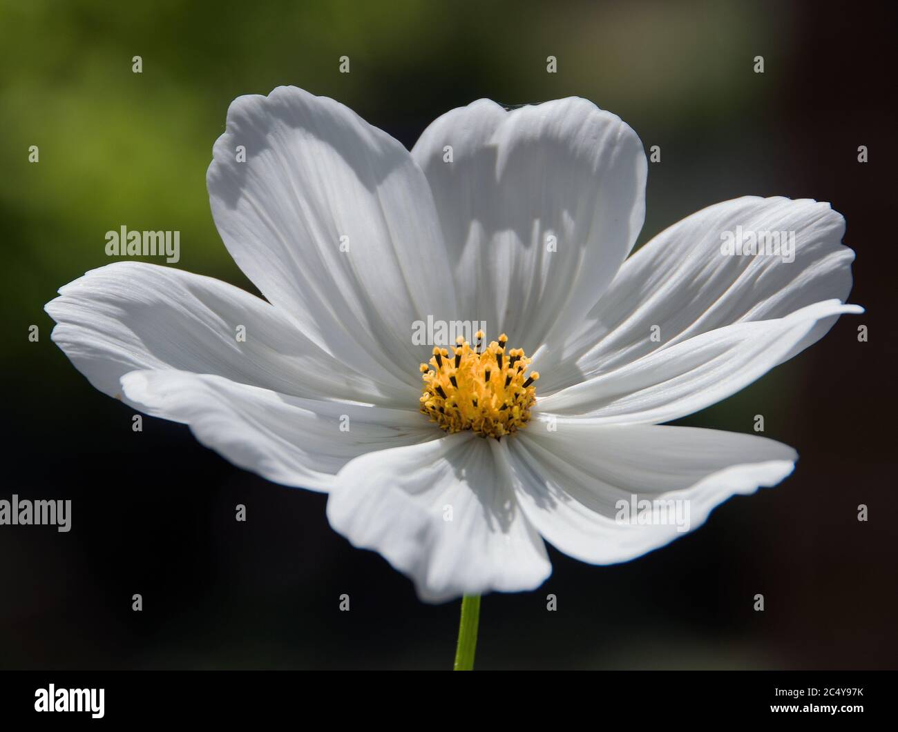 Cosmos bipinnatus "purezza" Foto Stock