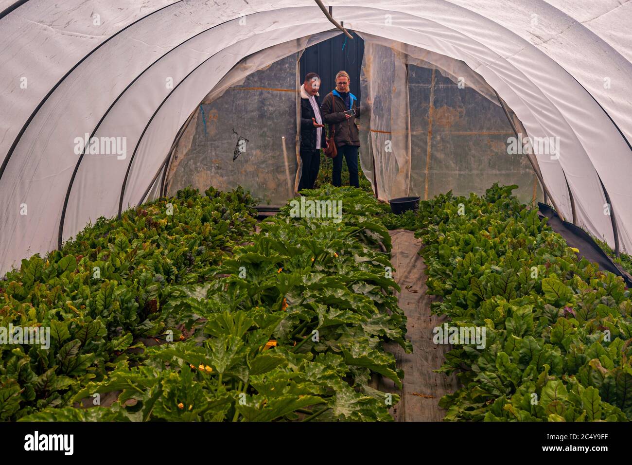 Lo chef Loïc le Bail e la giornalista Angela Berg sono convinti della qualità delle zucchine in serra. Tour gastronomico con lo chef Michelin Star Loic le Bail a Morlaix, Francia Foto Stock