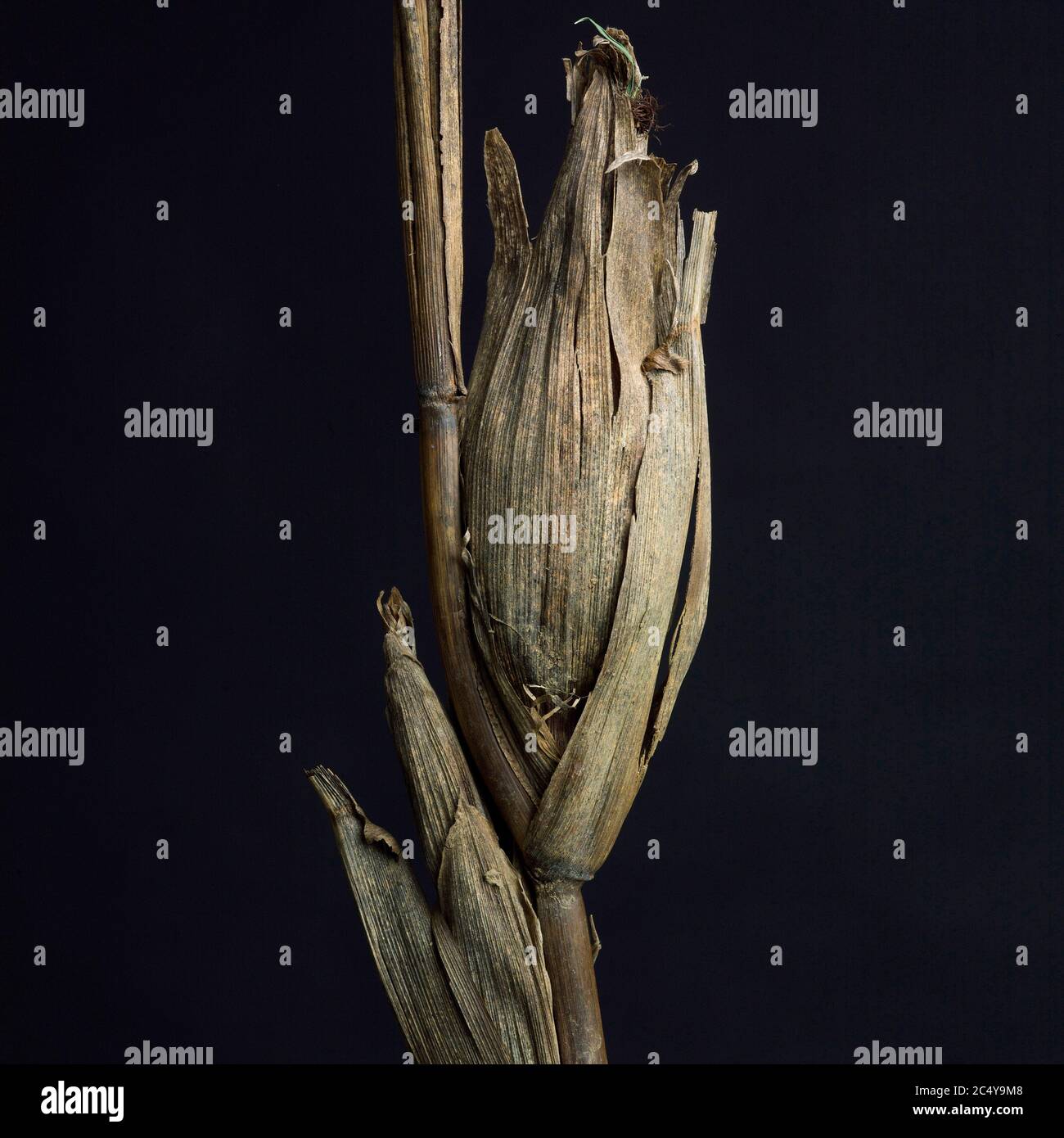 Corncob appassito con foglie su sfondo nero Foto Stock