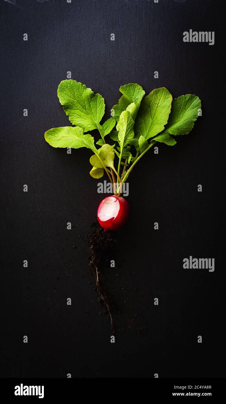 Vista dall'alto di un rafano rosso morso con radici e foglie verdi su una piastra di ardesia nera. Concetto di alimentazione sana e organica con verdure fresche. Scuro Foto Stock