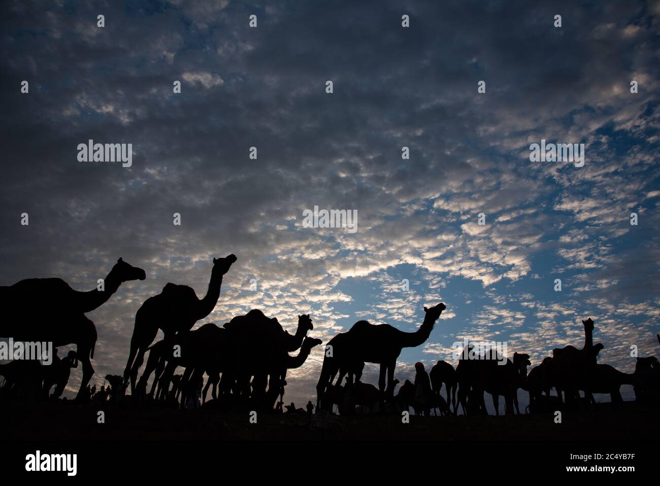 Silhouette di cammelli su un terreno alto contro il cielo blu drammatico e le nuvole. Foto Stock