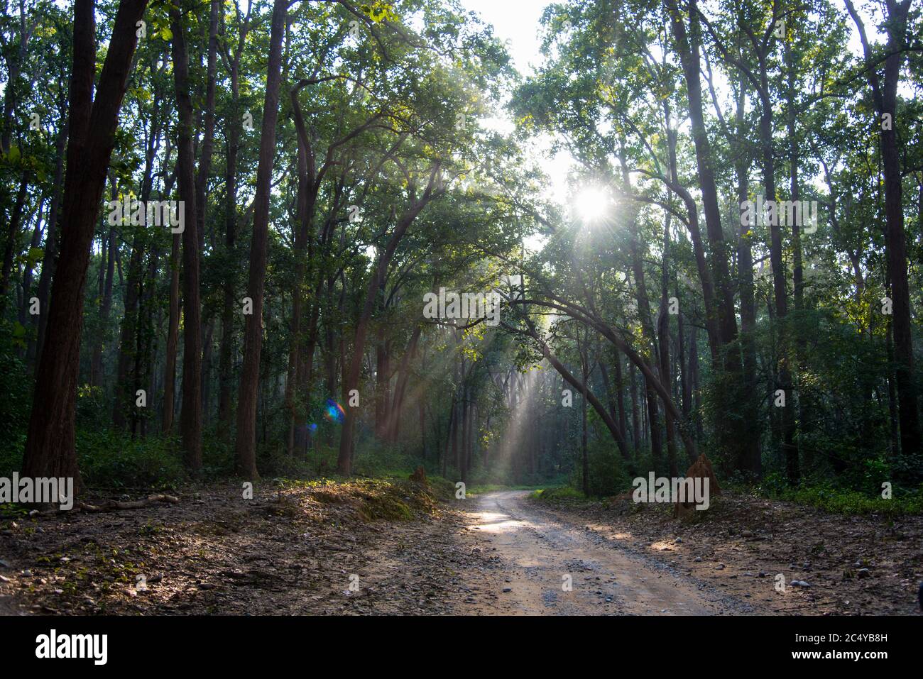 Raggi di sole che pepano attraverso un baldacchino di alberi nella foresta densa Foto Stock