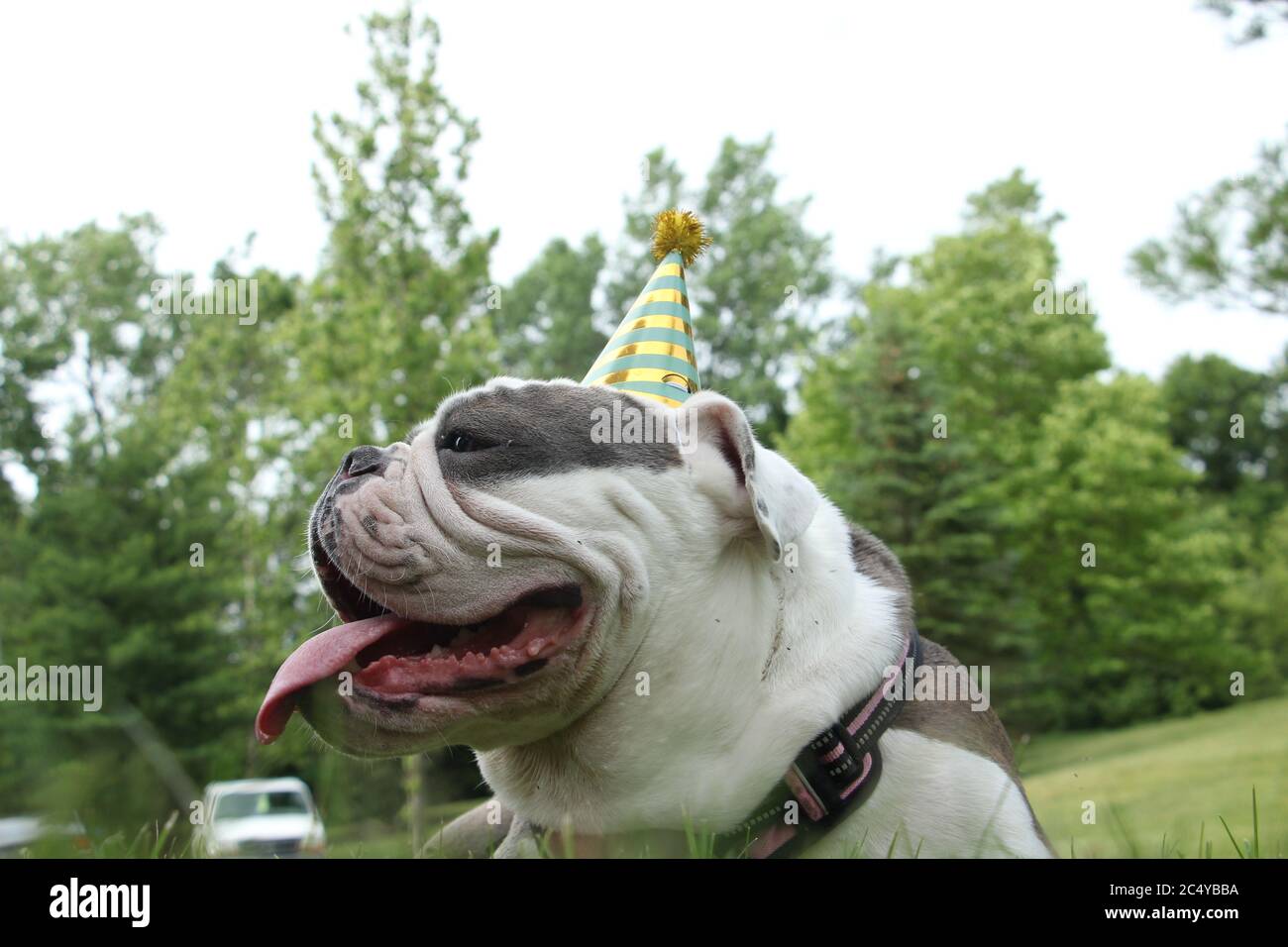 Cane che indossa cappello di compleanno verde profilo laterale Foto Stock