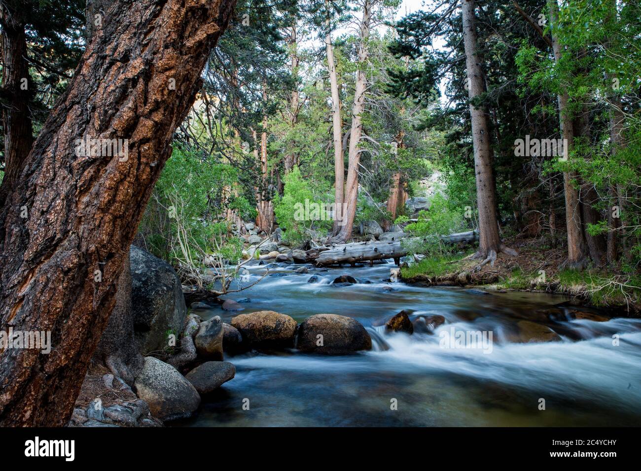 Rock Creek fluisce attraverso Iris prato campeggio nella parte orientale della sierra Nevada della California USA Foto Stock