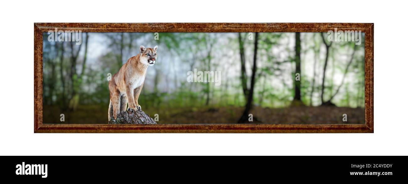 Cougar in una foresta estiva, leone di montagna, puma. Struttura in stile antico. Cornice d'epoca. Foto Stock