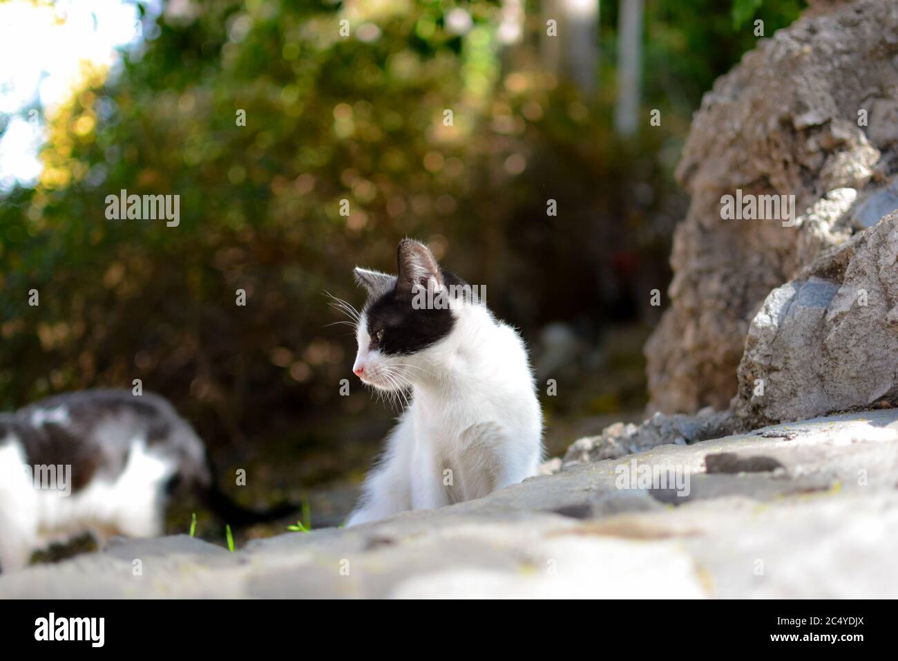 Un gattino feriale si siede al sole in un giardino di rifugio gatto a Spalato, Croazia Foto Stock Un gattino feriale si siede al sole in un giardino di rifugio gatto a Spalato, Croazia Foto Stock