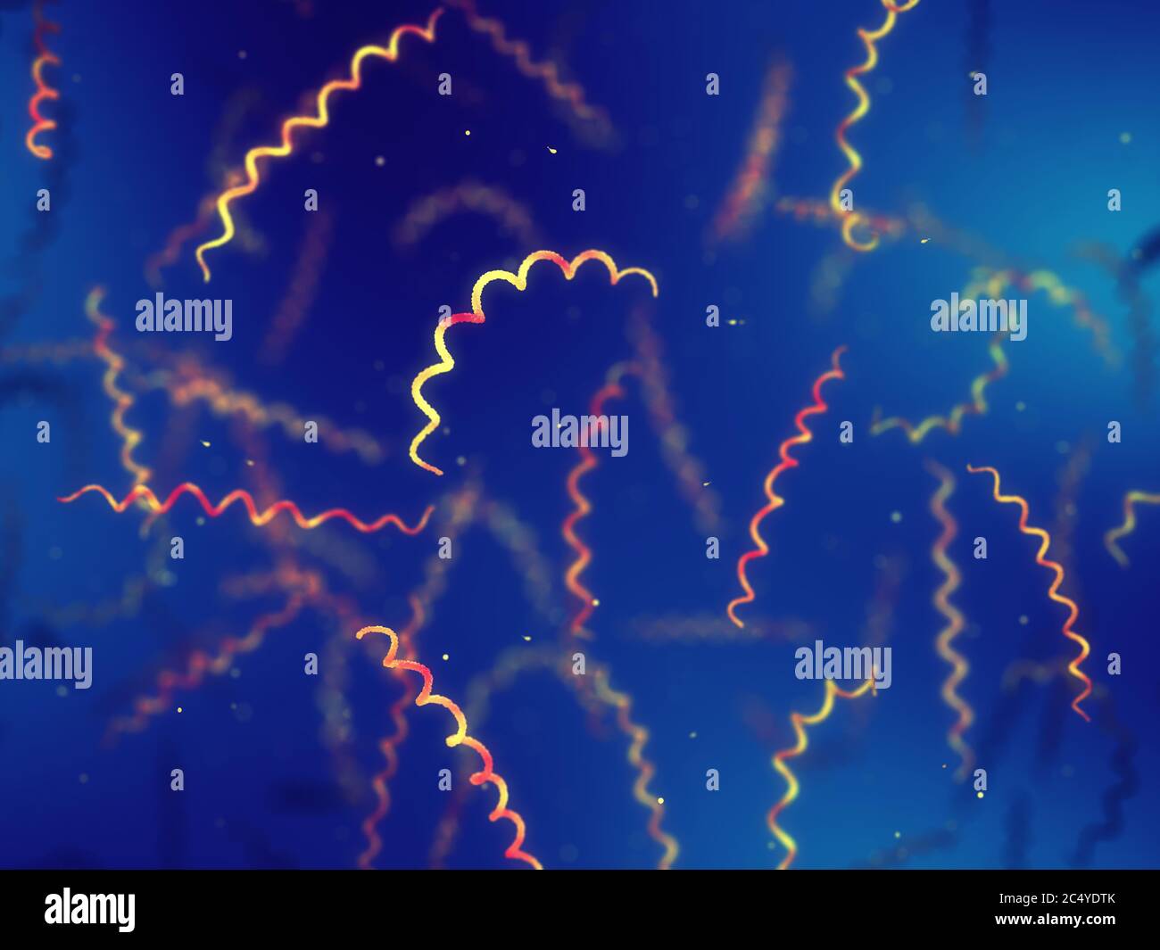 L'infezione batterica ricorrente di Borrelia è la causa della malattia recidivante della febbre, epidemia di batteri spirochete Foto Stock