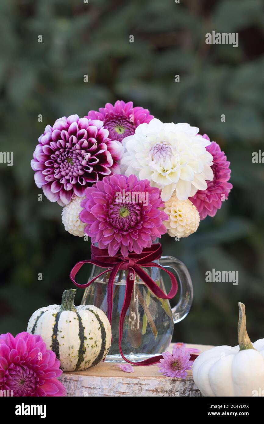 decorazione autunnale con bouquet di fiori di dahlia in rosa e bianco Foto Stock