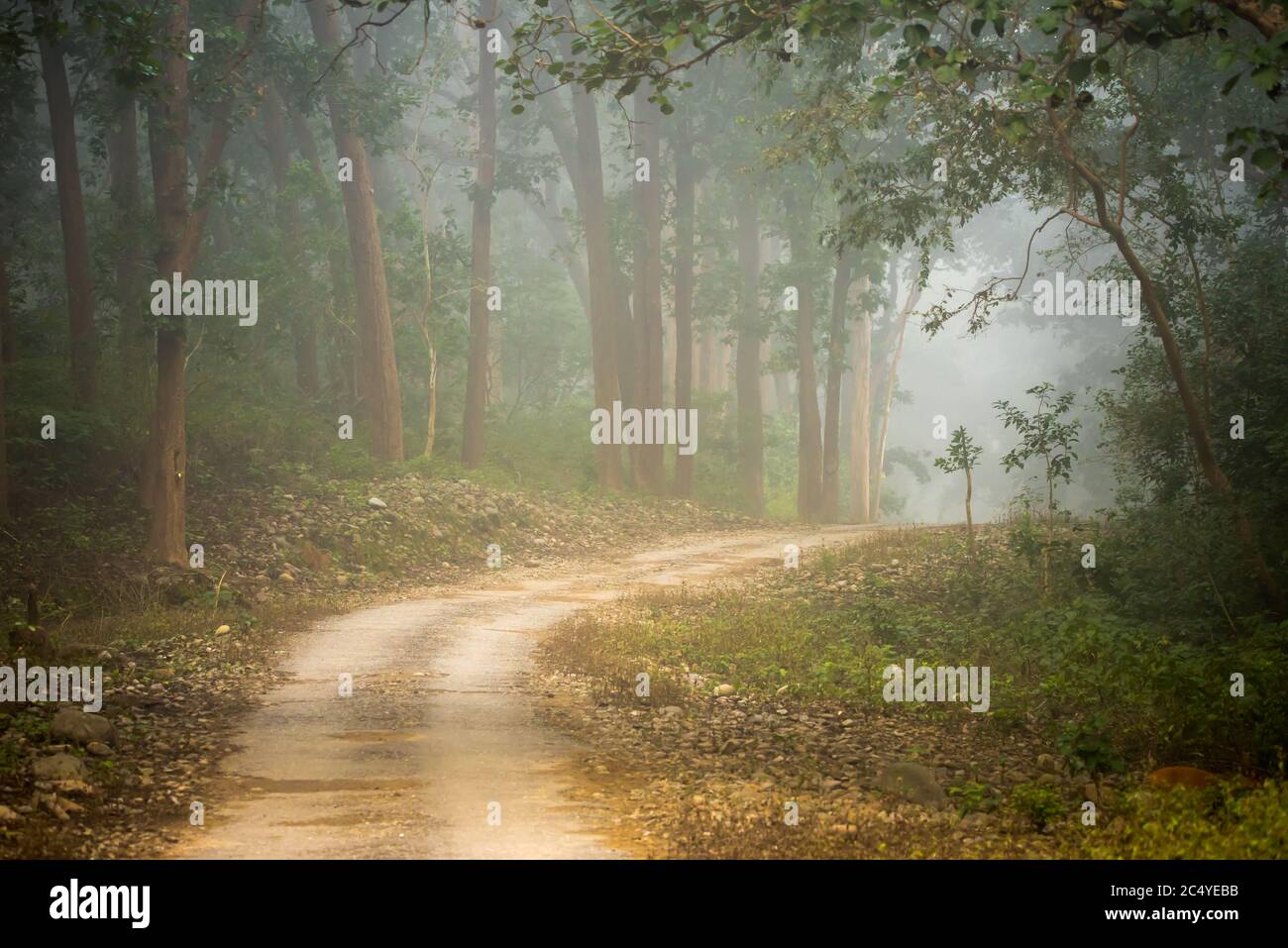 Strada forestale in nebbia invernale. Foto Stock