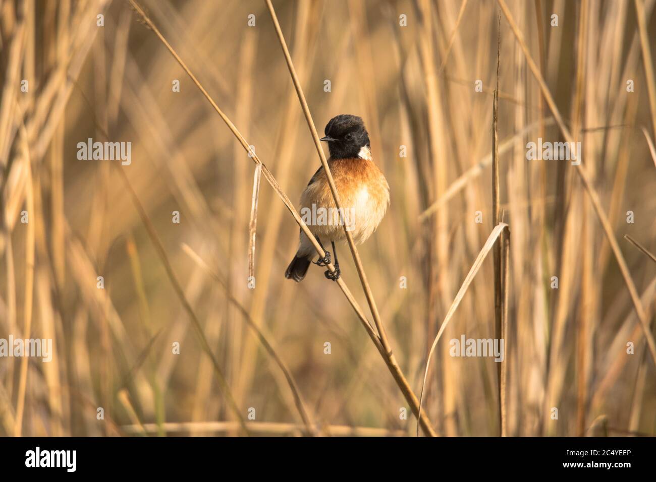 Siberian Stonechat, un uccello migratorio sulle cannucce d'erba nelle praterie di un parco nazionale Foto Stock