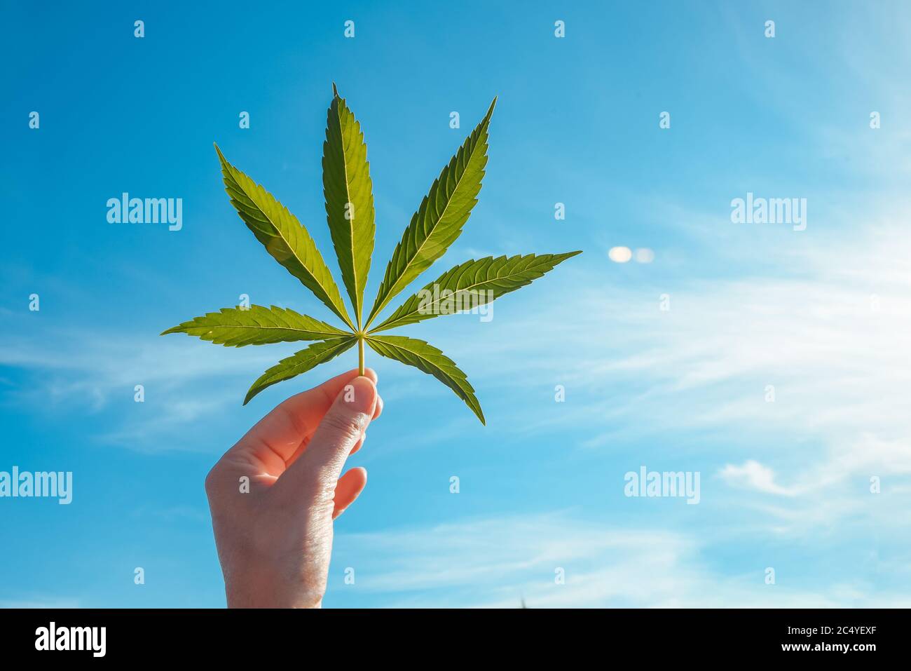Foglia verde grande di cannabis in mano contro il cielo. Concetto per la coltivazione della marijuana Foto Stock