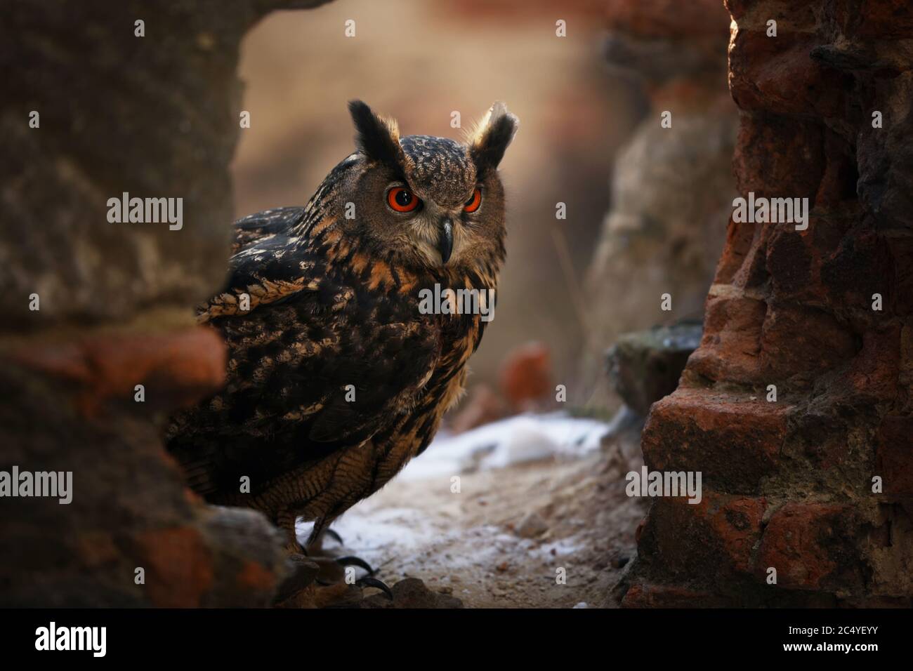 Un grosso marrone eared owl sorge su un antico muro di pietra. Bubo bubo, vicino. Gufo reale Foto Stock