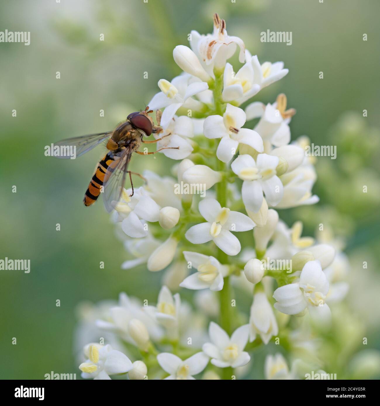 Volate in primo piano su privet fiorito Foto Stock