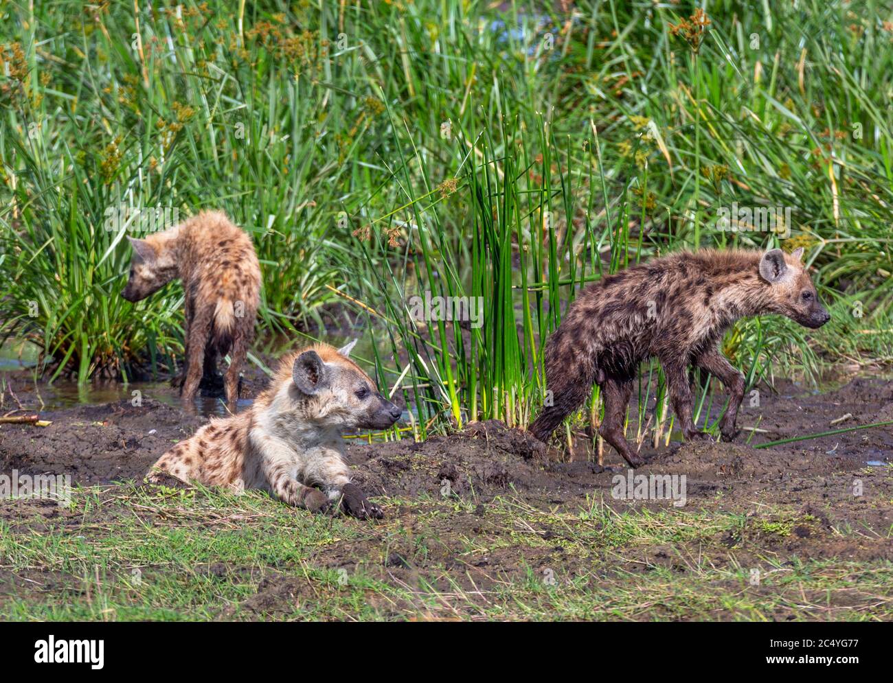 Famiglia di Ienas spotted (Crocuta croccuta) a caccia di pesce, Amboseli National Park, Kenya, Africa Foto Stock