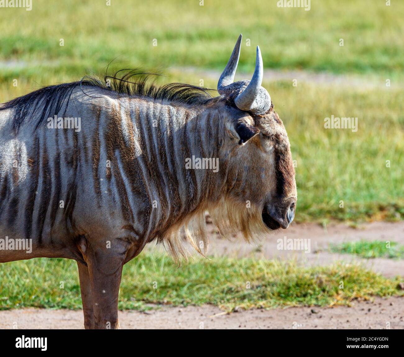 Blue Hotel (Connochaetes taurinus), Parco Nazionale di Amboseli, Kenya, Africa Foto Stock