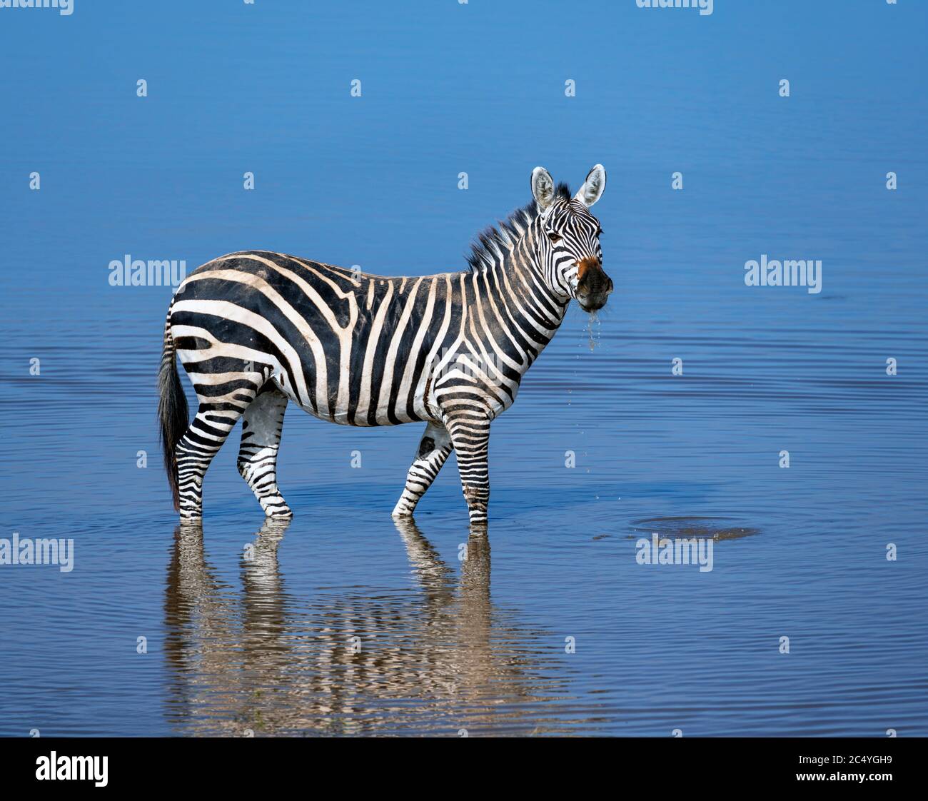Zebra di Grant (Equus quagga boehmi), Parco Nazionale di Amboseli, Kenya, Africa Foto Stock
