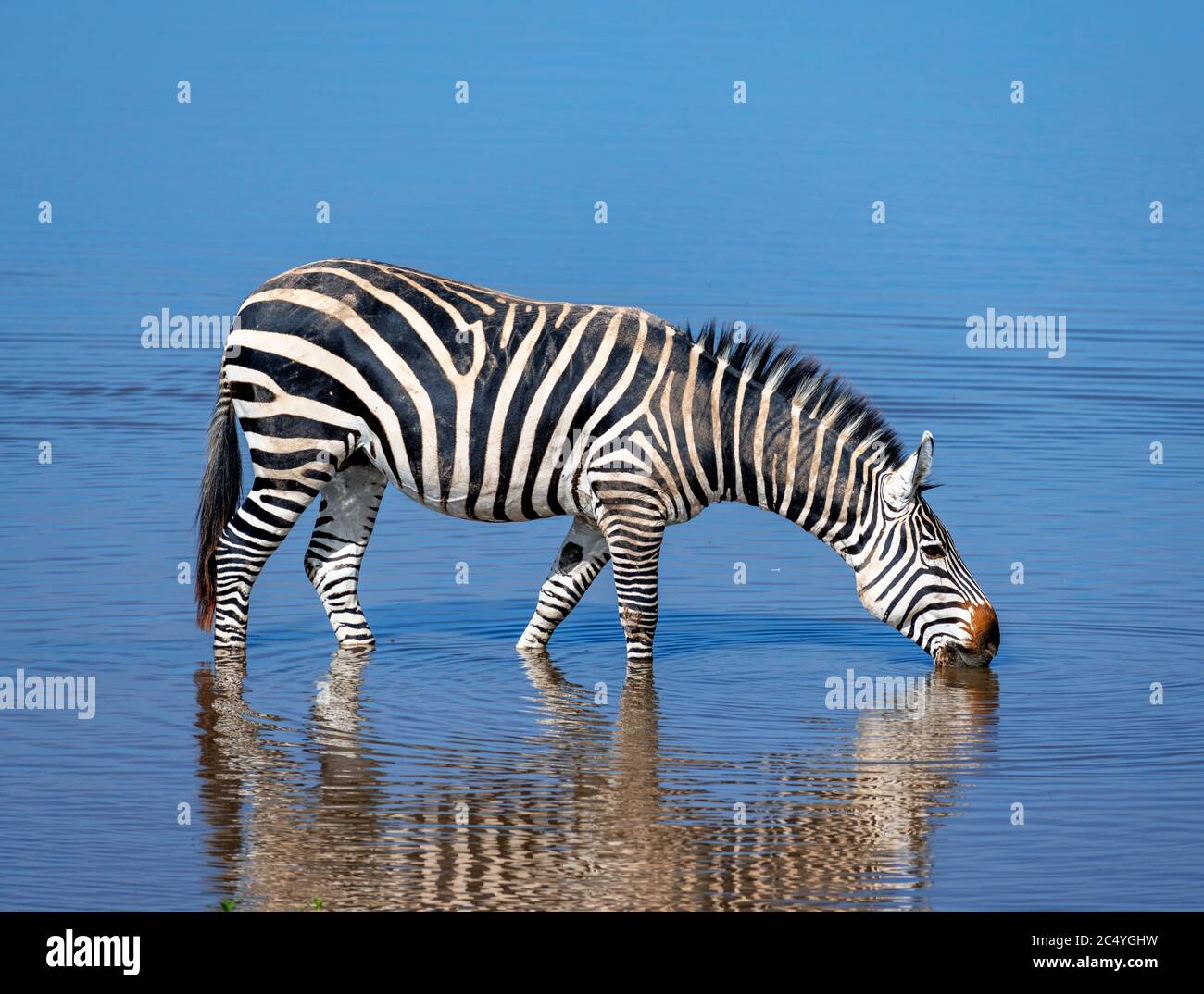 Zebra di Grant (Equus quagga boehmi), Parco Nazionale di Amboseli, Kenya, Africa Foto Stock