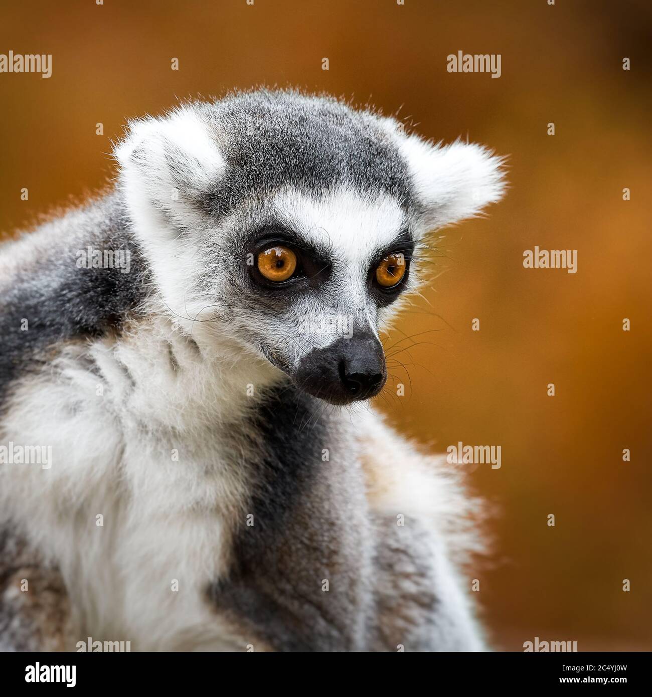 Lemur Catta, un animale curioso. Foto Stock