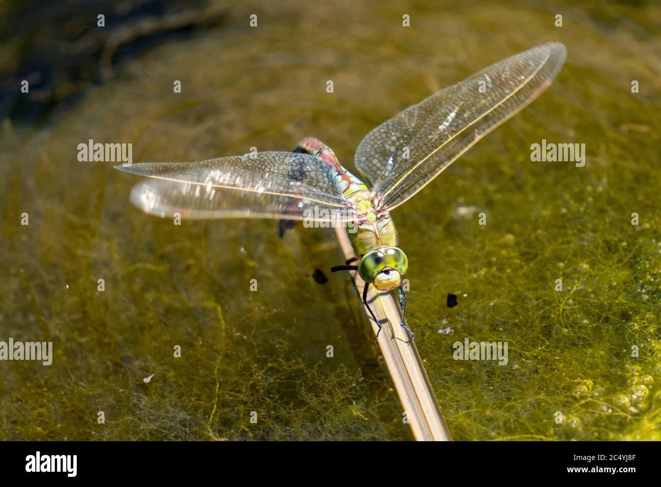 Dragonfly, Mosaico Maiden blu-verde, Aeshna cyanea, maschio, Foto Stock