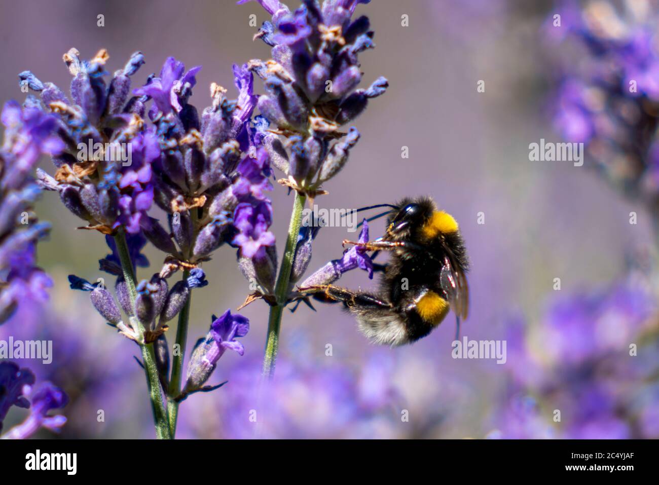 ape di miele, su una pianta di lavanda Foto Stock
