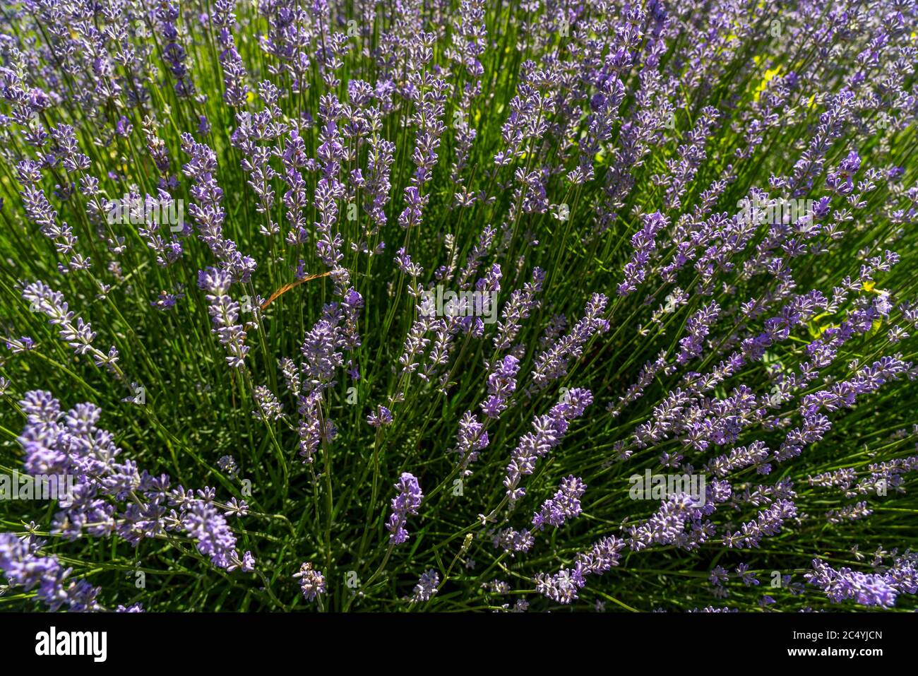 Lavanda, lavandula, piante, cespuglio, Foto Stock