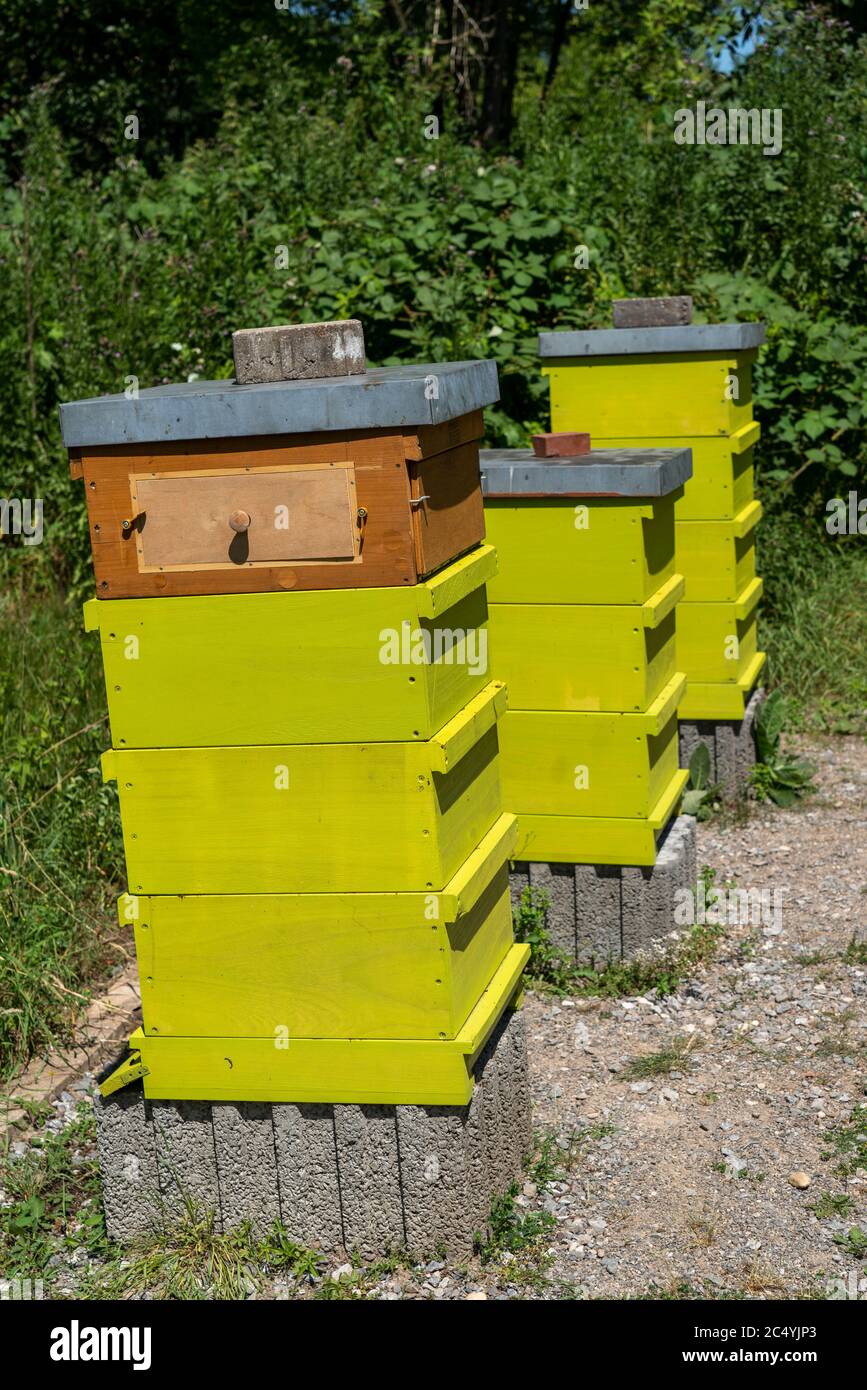 Alveari, apicoltura nel Grugapark di Essen, Casa delle api, Germania Foto Stock
