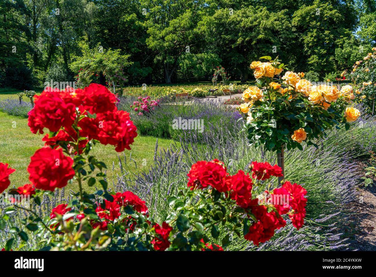 Il Grugapark, Essen, giardino botanico, parco per il tempo libero e le attività ricreative locali, Rose Garden, NRW, Germania Foto Stock