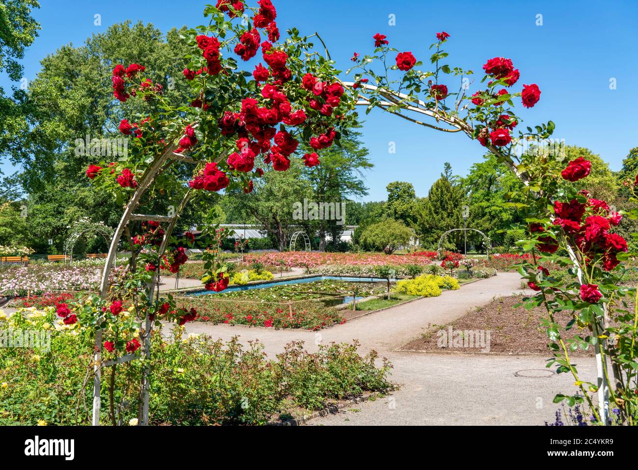 Il Grugapark, Essen, giardino botanico, parco per il tempo libero e le attività ricreative locali, Rose Garden, NRW, Germania Foto Stock