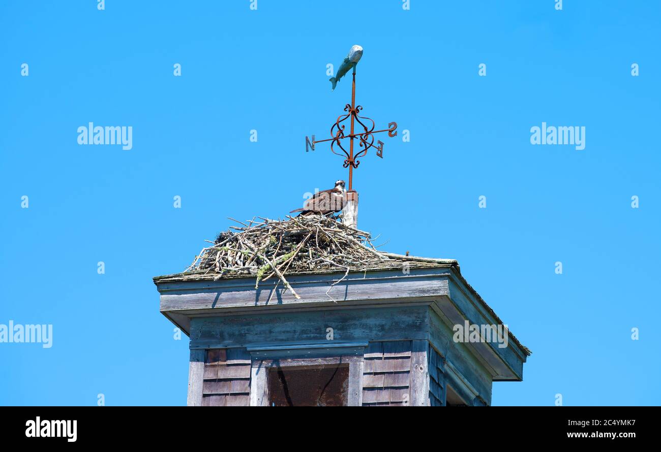 Un Osprey (Pandion haliaetus) e il suo nido su una cupola in cima a un fienile storico a Capo Cod. Foto Stock